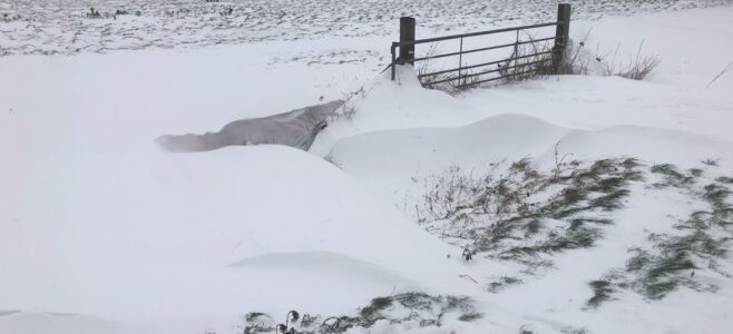 Sneeuw 8 februari